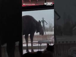 Moose makes a snack out of decorative pumpkin