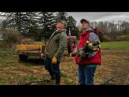 Cutting Black Walnut and a Treat for the Cattle