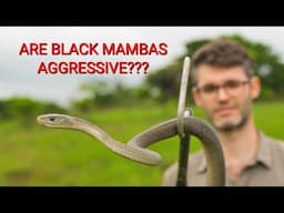 Are deadly venomous Black mambas aggressive snakes???