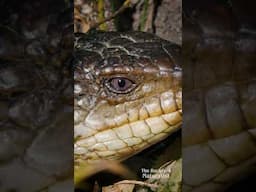 Blue tongue lizards!  #australia #wildlife #lizard #reptiles