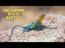 Eastern Collared Lizard: Oklahoma's State Reptile