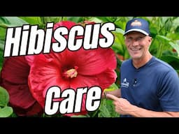 Hibiscus Care  #hibiscus #plantcare