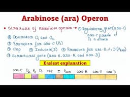 Arabinose operon (Ara operon) | Mechanism