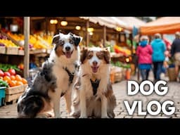 A Day In The Life Of Having 2 Mini Australian Shepherds | Vlog, Farmers Market & Dog Park