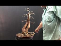 The Works For A Bald Cypress Bonsai