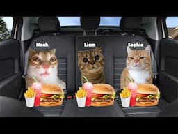 Cats Meme Family Roadtrip to Water Party Part 1