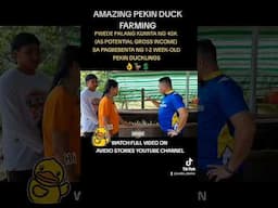 AMAZING PEKIN DUCK FARMING | PWEDE RAW KUMITA UP TO 45K (AS POTENTIAL GROSS INCOME) SA MGA DUCKLINGS