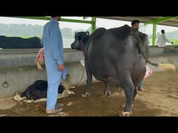 Final Buffalo Milk Competition 45.960 Kg Milk Record, Punjab Pakistan