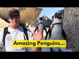 Africa Penguin Experience In Cape Town, South Africa