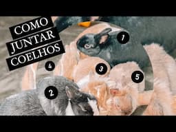 COMO JUNTAR COELHOS - BONDING DE 5 COELHAS FÊMEAS