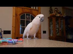 Will A Cockatoo Play With New Toys?