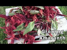 A Little About Growing Amaranth - And How To Save The Seeds