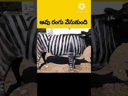 🟡Cows wear zebra strips