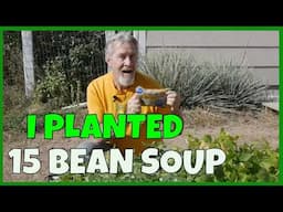 How to Grow Your Own 15 Bean Soup (From the Grocery Store)