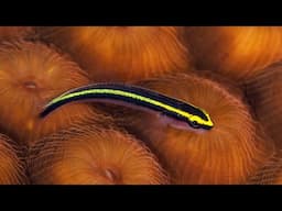 This Cleaner Fish Steals Food From Christmas Tree Worms