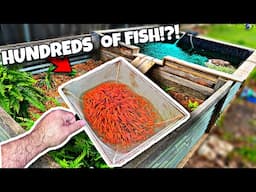 Buying 100's of Colorful Fish for Backyard Pond