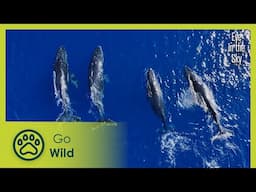 Great Barrier Reef to the amazing outback | Eye in the Sky 2/5 | Go Wild