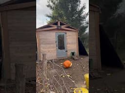 Picking up pumpkins from in town! 🎃 #zerowasye #homesteading #farm #homestead #sustainablity