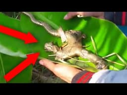 Top 5 Most Mysterious Creature Caught On Camera & Spotted In Real Life