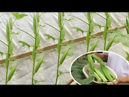 How to have an okra garden from a container is extremely easy, requires little care