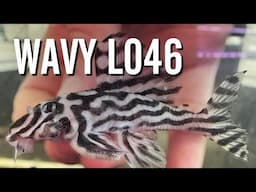 Should You Buy L046 Zebra Plecos with Wavy Lines?