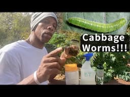 Cabbage worms are destroying the garden #garden #gardening