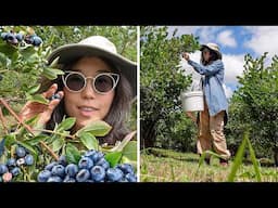 PICKING BLUEBERRIES 🫐 Slow Living Joys of Summer