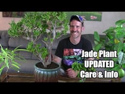 Jade Plant Updated Care & Info