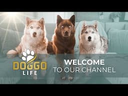 Welcome to DOGGO LIFE | A Channel Dedicated to Dog Parents