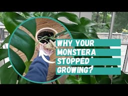 Why Is Your Monstera Not Growing? How to Fix it | Monstera deliciosa | Monstera Plant Care Guide