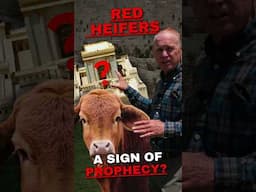 Are These Red Heifers in Shiloh a Sign of Prophecy? 🐄✨