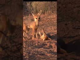 Cape fox cub playing #cute