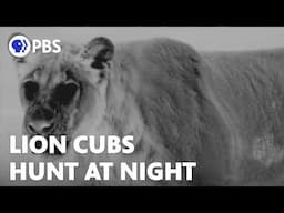 Desert Lion Cubs Hunt at Night