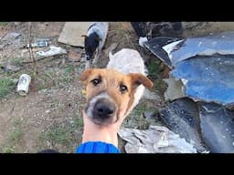 Rescue Of Innocent Puppies Dumped On A Pile Of Trash