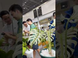 China RARE Plant Show Preview | Bangkok International Exotic Plants Show