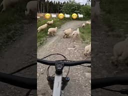 Found some new friends on the trail the other day 🐑😬