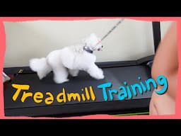 How I trained My Toy Poodle to use the Treadmill| The Poodle Mom