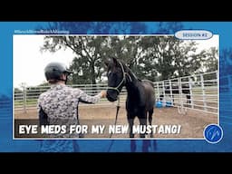 Eye Meds for my New Wild Mustang!