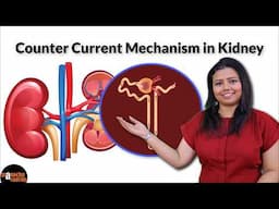 Counter Current Mechanism in Kidney Physiology