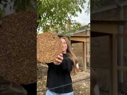 DIY Block Treat For Chickens #backyardhomestead #makeyourown #diy #chickenkeeping #recipe #chickens