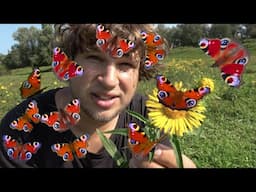 A SWARM of PEACOCK Butterflies! Butterfly Farming: Aglais io in ButterflyCycles