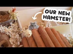 Meet Our NEW Hamster + Taming Tips 🐹