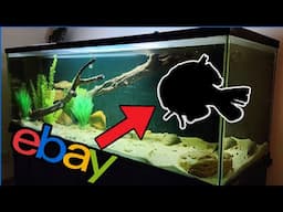 Buying Fish From eBay for my Biggest Aquarium!