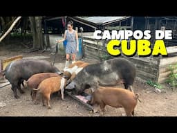 Así vive un campesino en Cuba 🇨🇺 Mi realidad como cubana