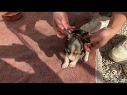 Treating the Puppies against Flea’s Immediately! - Takis Shelter