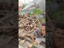 very aged Neem tree cut down without permission in Jagatpur - Ahmedabad