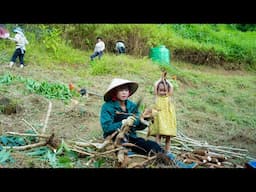 Growing and Harvesting Cassava, Vegetable Care, Cooking, Mountain Life | EP.99