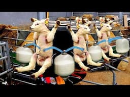 Farmers Use High-Tech in Raising Livestock You've Never Seen - Most Advanced Livestock Technology