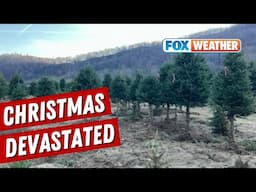 North Carolina Christmas Tree Farm Suffers Damage From Helene