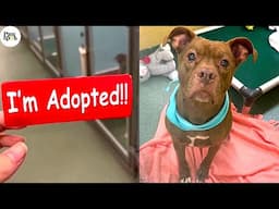 Priceless Moments When Shelter Dogs Realized They Are Being Adopted Into Their Forever Homes'